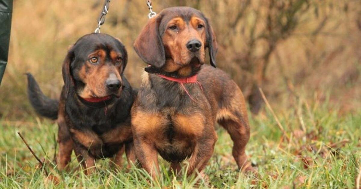 Two Alpine Dachsbracke dogs with red collars sitting on grass outdoors next to a person in green pants.