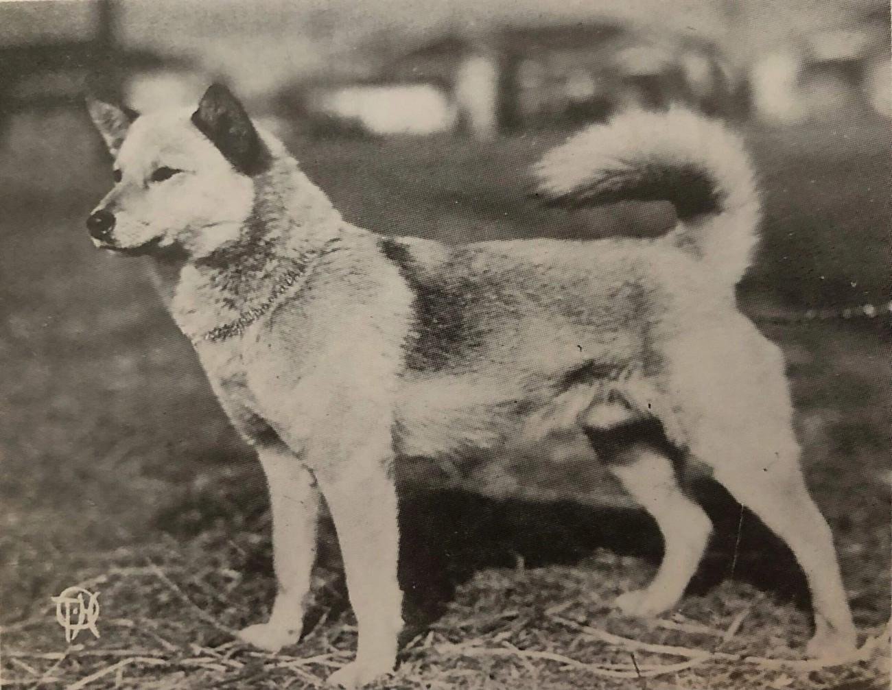 Vintage black and white photo of a Japanese Akita Inu dog standing outdoors with a curled tail.