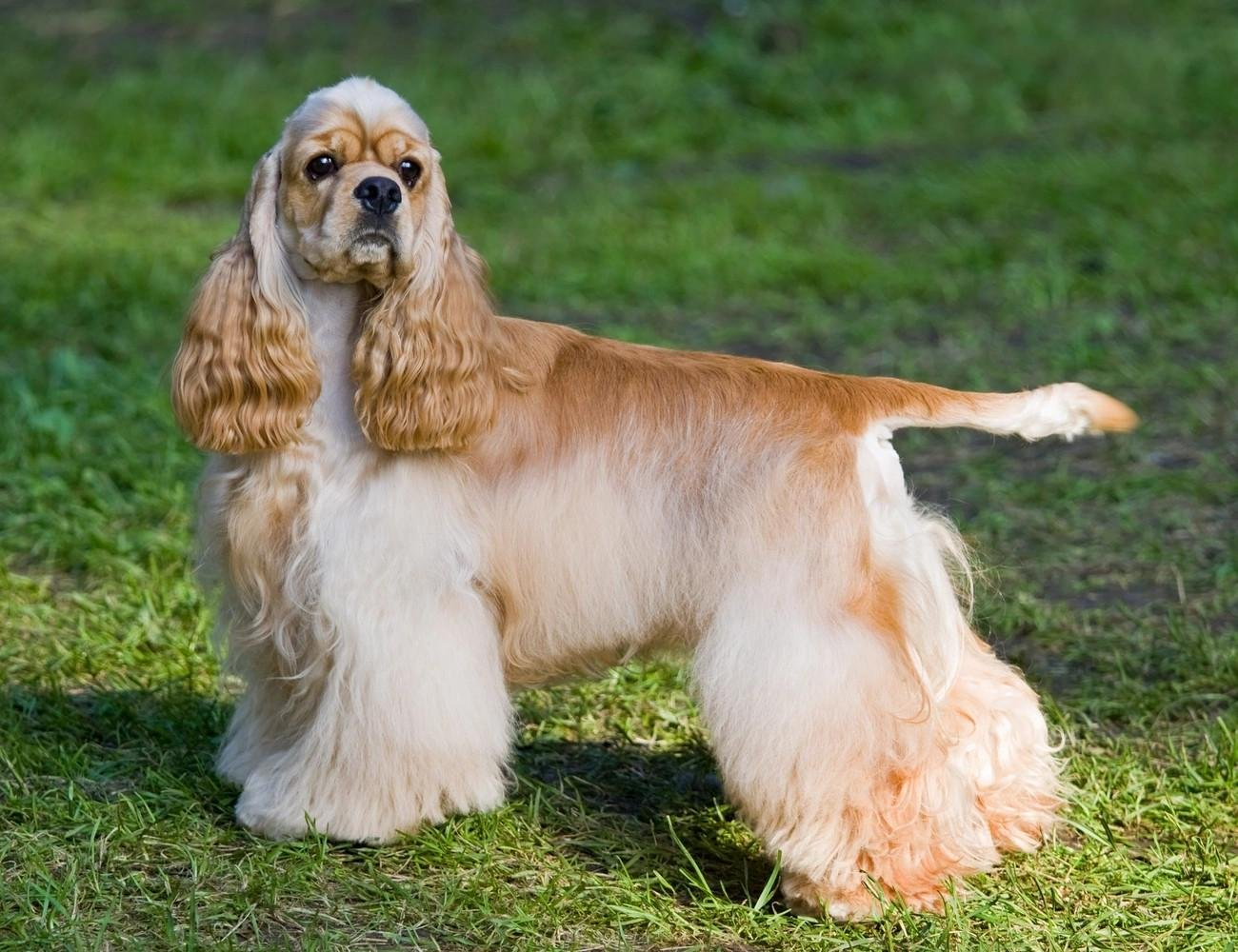 Golden and white Cocker Spaniel standing on grass with long, wavy fur and a docked tail.