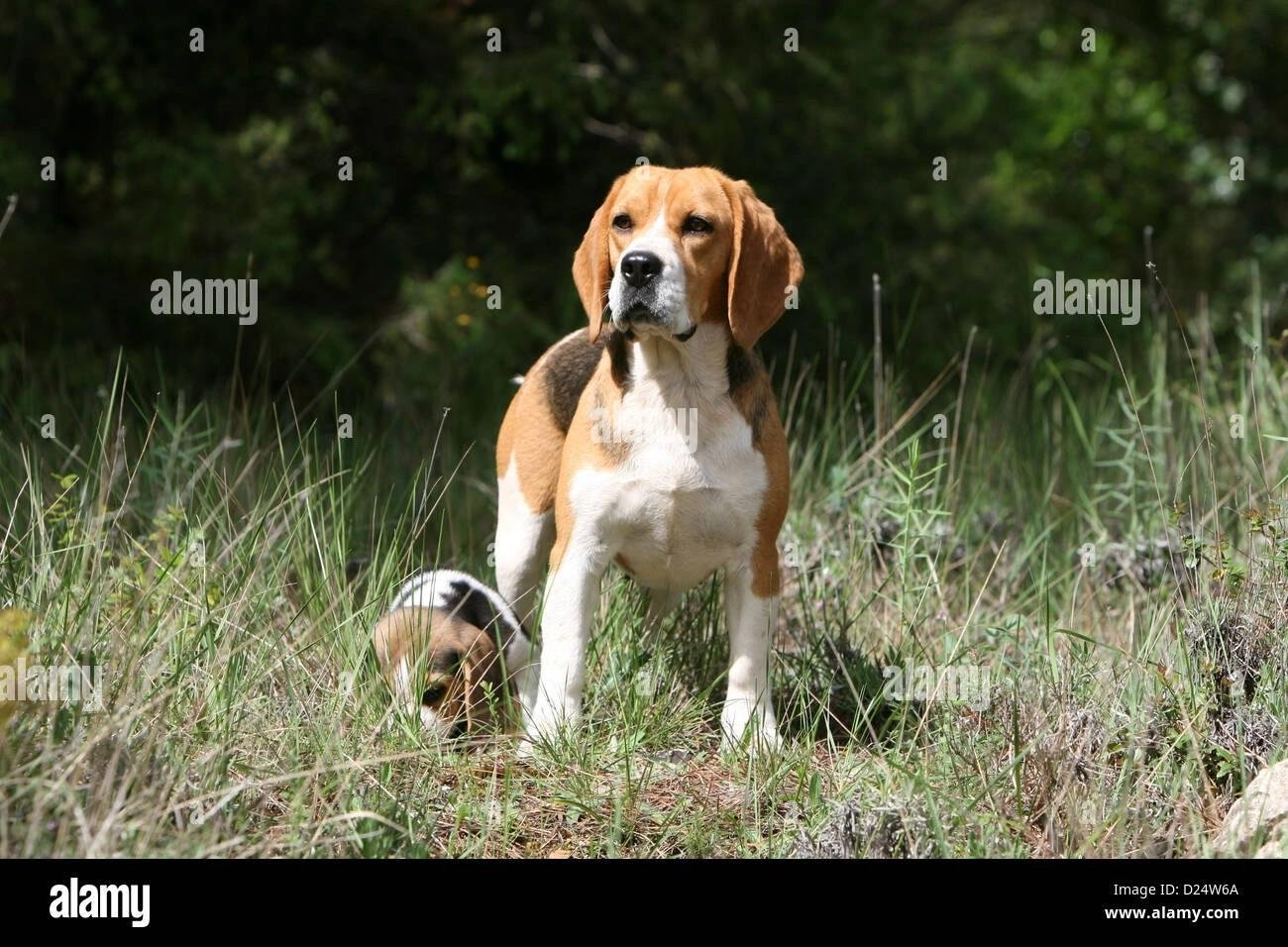 Adult beagle standing on grass next to a small beagle puppy in a natural outdoor setting.