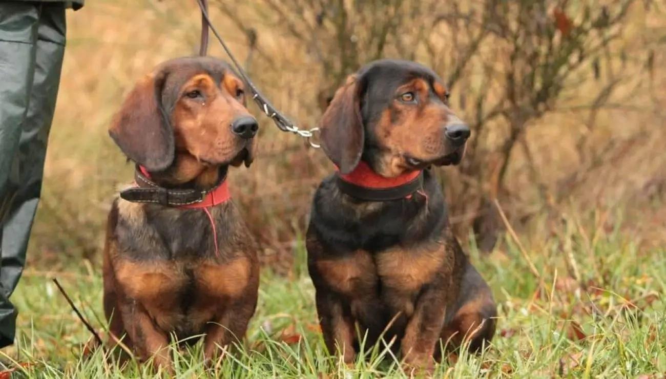 Two Alpine Dachsbracke dogs standing on grass with leashes in an outdoor setting.