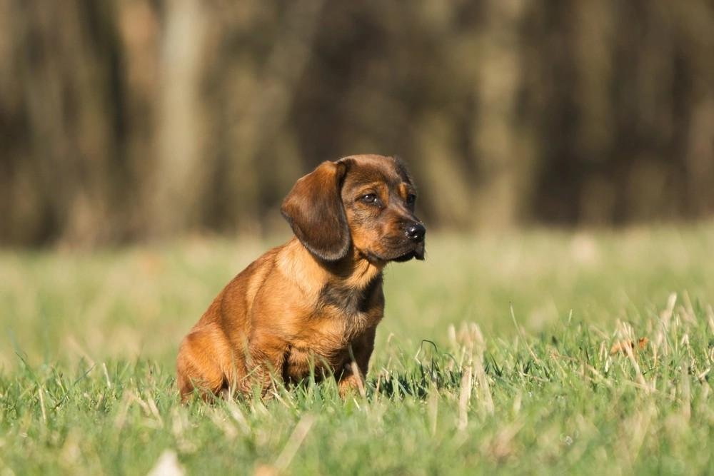 Alpine Dachsbracke dog sitting in grass, showcasing its short brown coat in natural outdoor light.