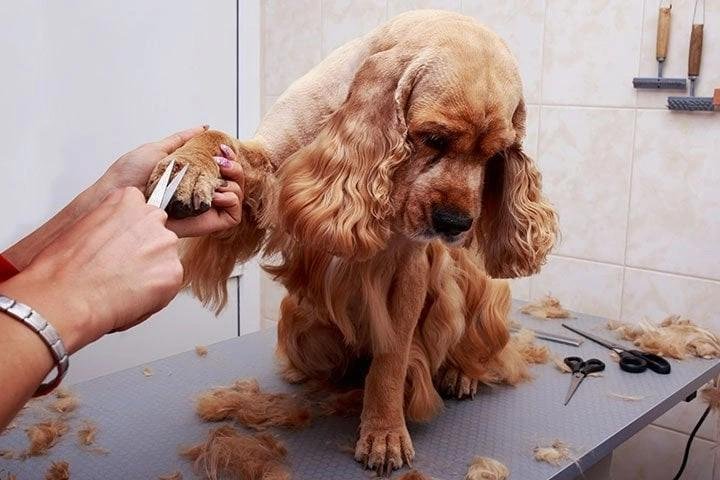 A Cocker Spaniel getting its nails trimmed by a groomer on a grooming table with fur and tools around.