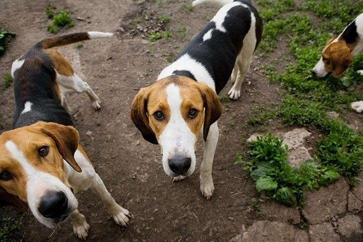 American Foxhound with a tri-color coat standing on a dirt path surrounded by greenery and other dogs.