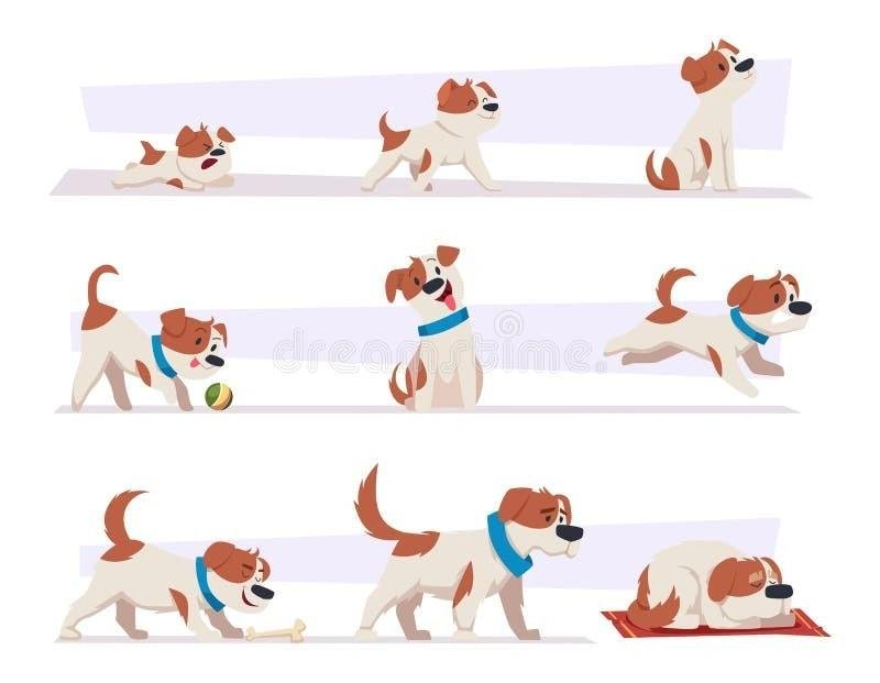 Illustration showing the growth stages of a brown and white puppy from newborn to adult dog in various poses.