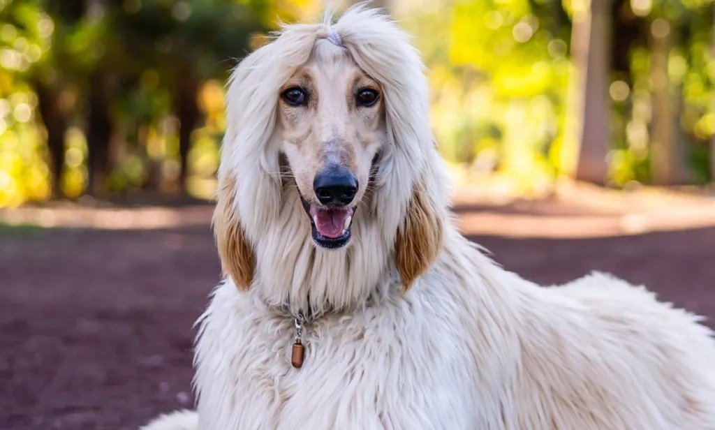 Close-up of a long-haired white Afghan Hound dog with a silky coat and a topknot, sitting outdoors in a blurred background.