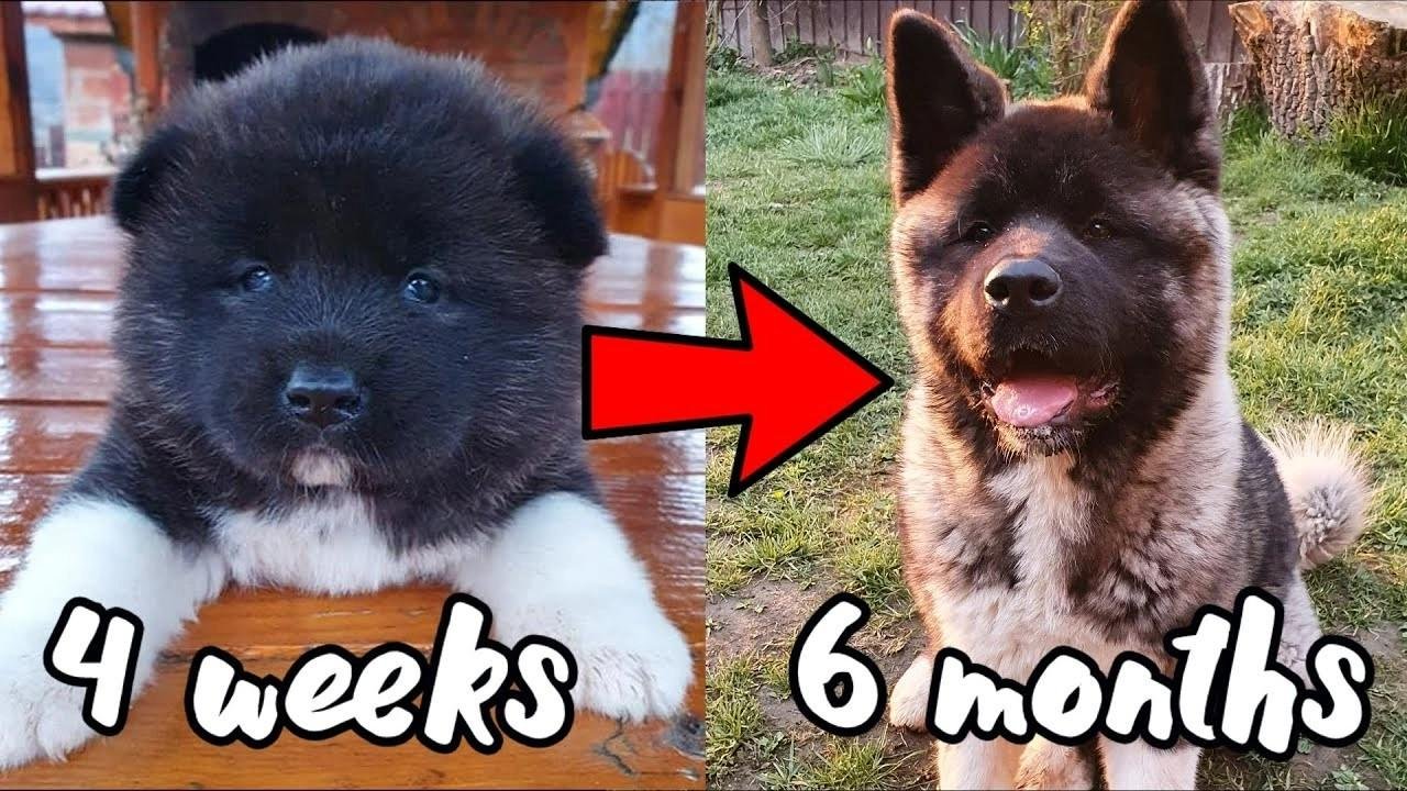 Side-by-side images showing American Akita puppy growth from 4 weeks old to 6 months old with a red arrow in between.