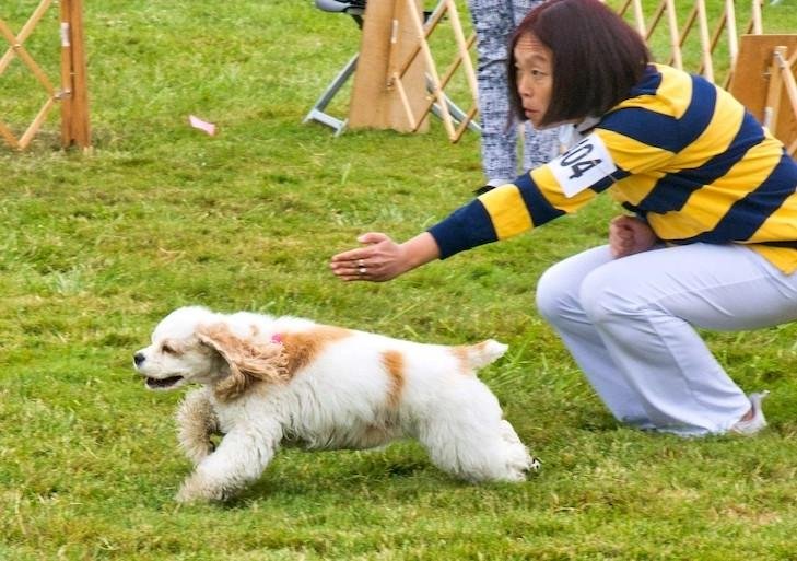 A white and tan 13-year-old Cocker Spaniel runs on grass during an obedience trial with its handler kneeling nearby.