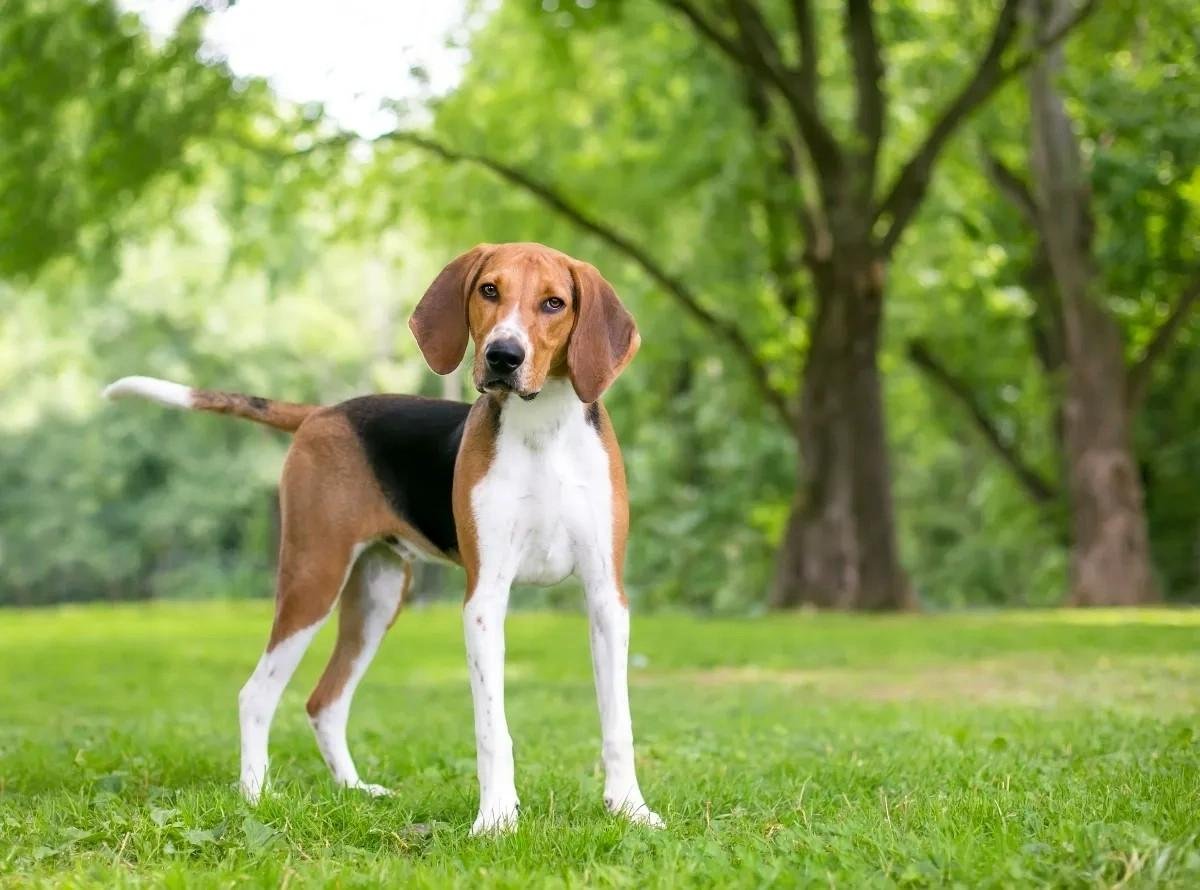 American Foxhound standing alert on green grass with trees in the background on a sunny day.