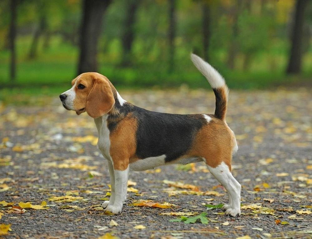 Beagle dog standing on a leaf-covered path in a forest during autumn, showing its tricolor coat and tail raised.