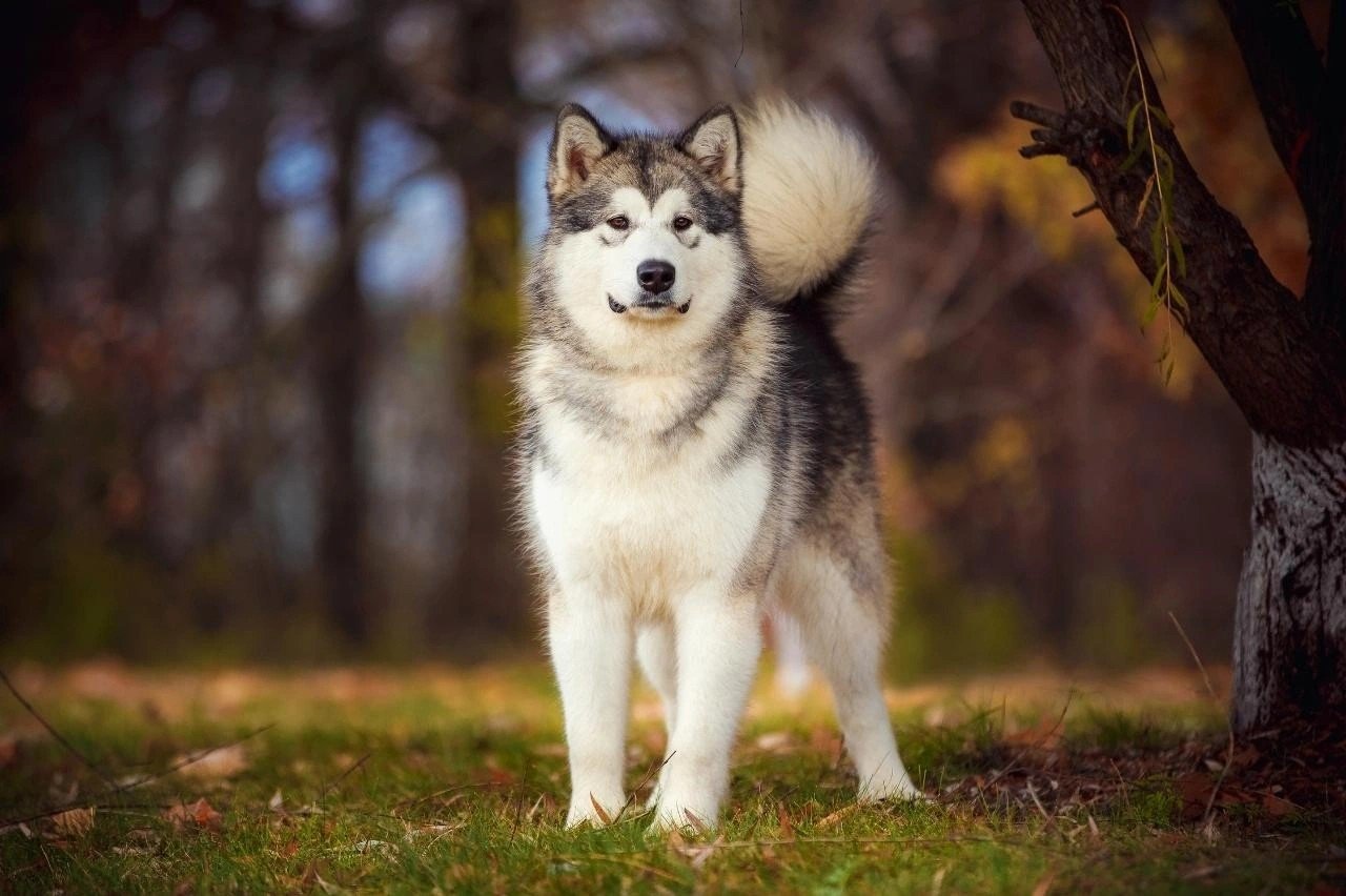 Alaskan Malamute standing on grass with autumn trees blurred in the background during daylight.