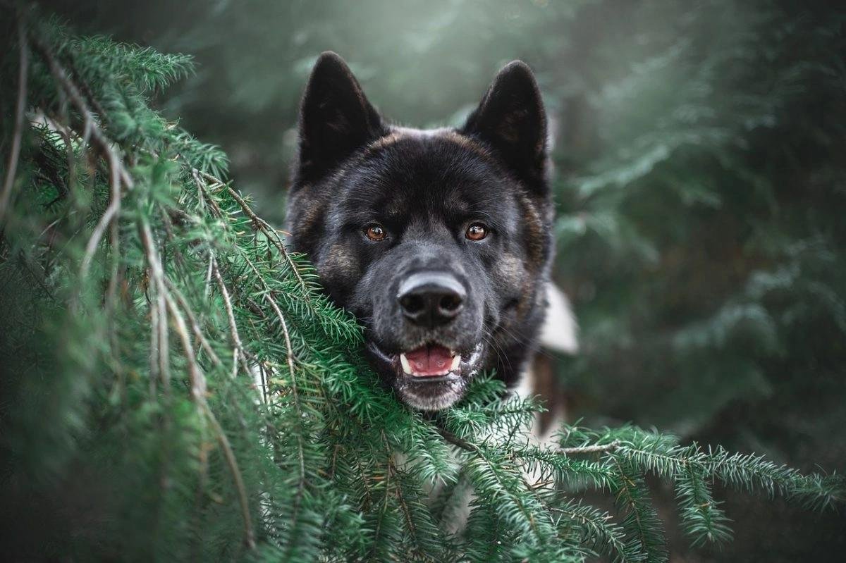 Close-up of a black and white Akita dog peeking through green pine branches in a forest setting.