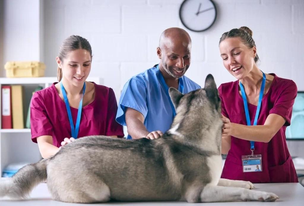 Veterinary professionals in scrubs examining a large dog during an annual health check at the vet clinic.