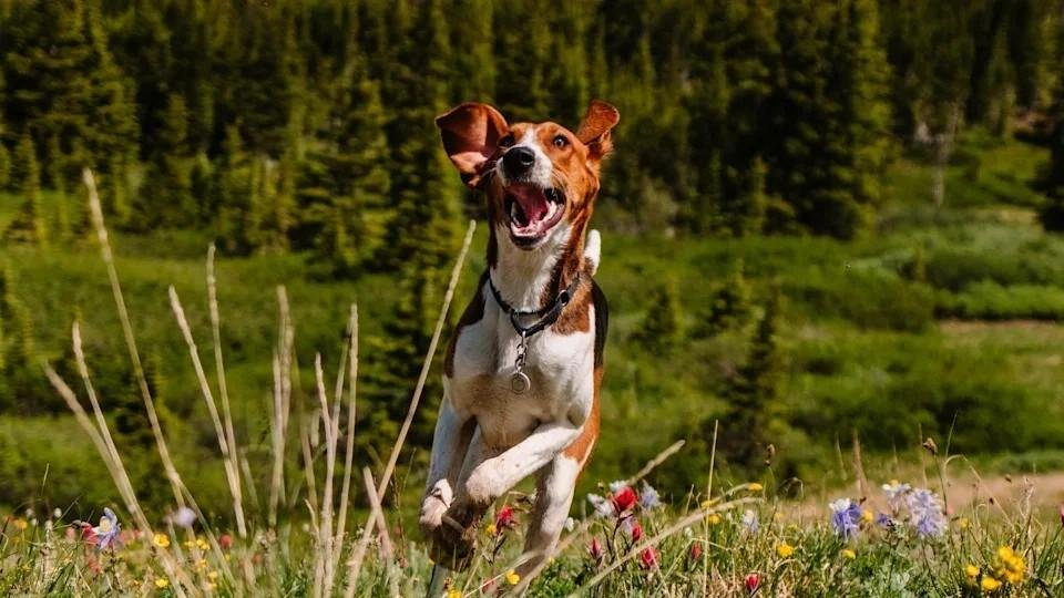 American Foxhound standing alert on grass with a background of green trees in a park setting.