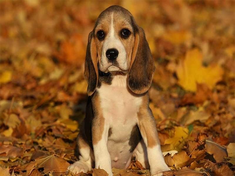 Beagle puppy sitting among autumn leaves with a tricolor coat of black, white, and brown fur.