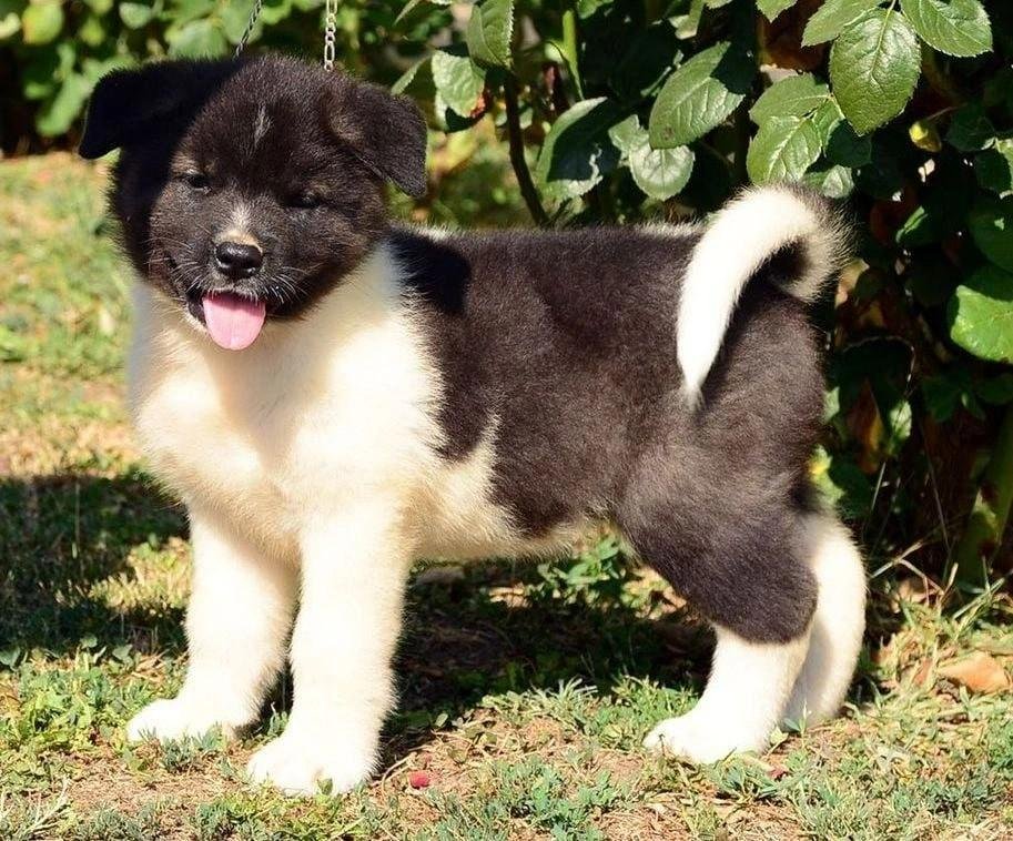 Black and white Akita puppy standing outdoors on grass with tongue out and leafy background.