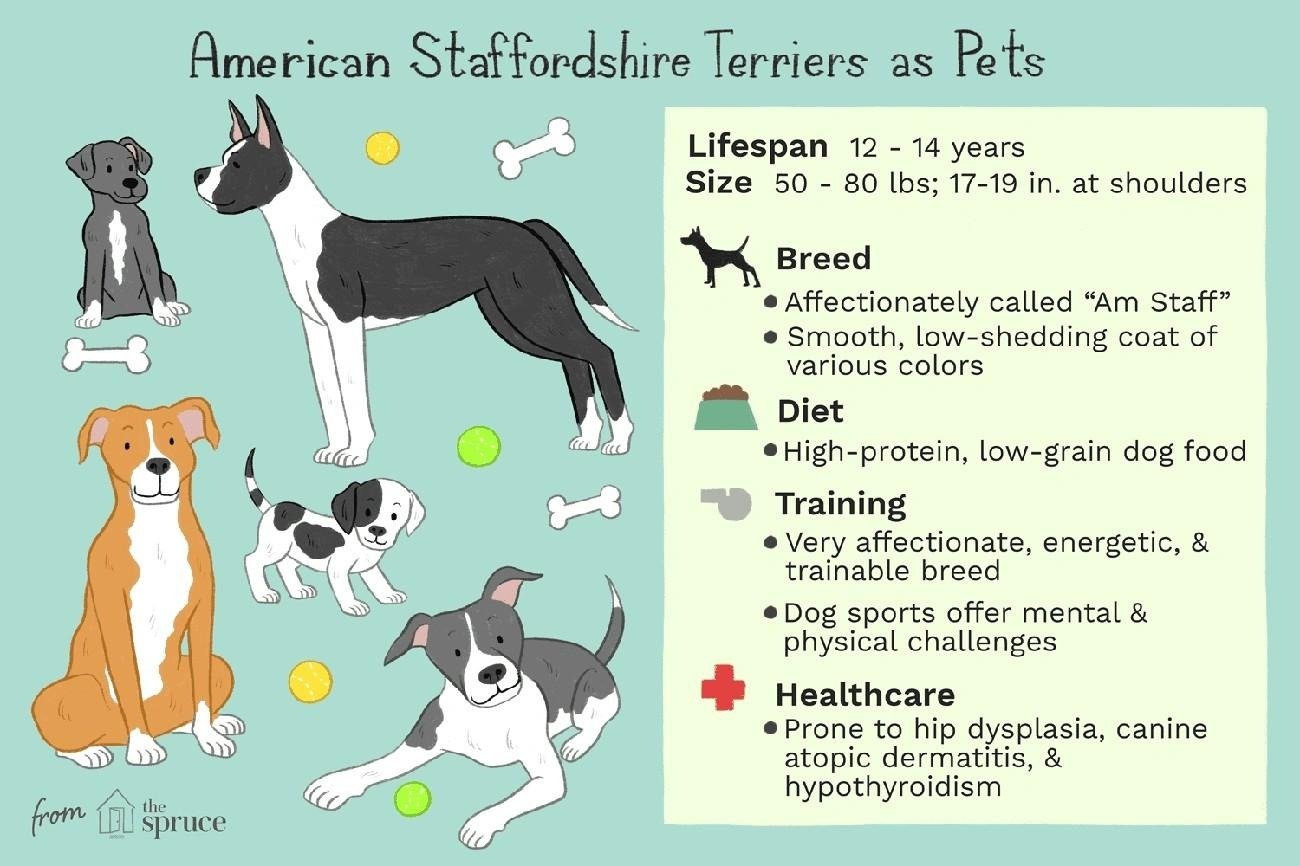 Illustration of American Staffordshire Terriers with details on lifespan, size, breed traits, diet, training, and healthcare needs.