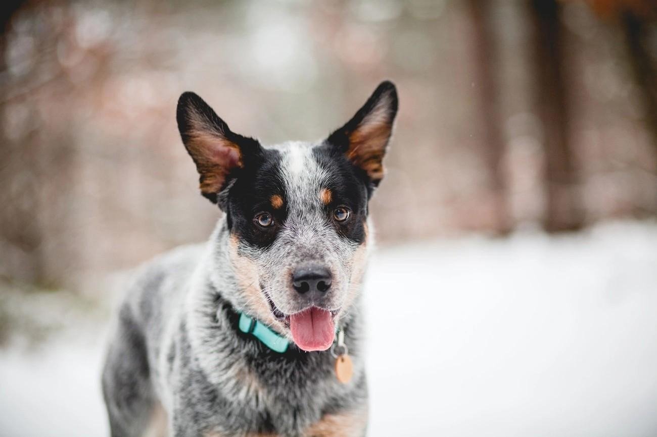 Australian Cattle Dog with a blue-gray coat and black markings, wearing a turquoise collar, standing outdoors in snow.