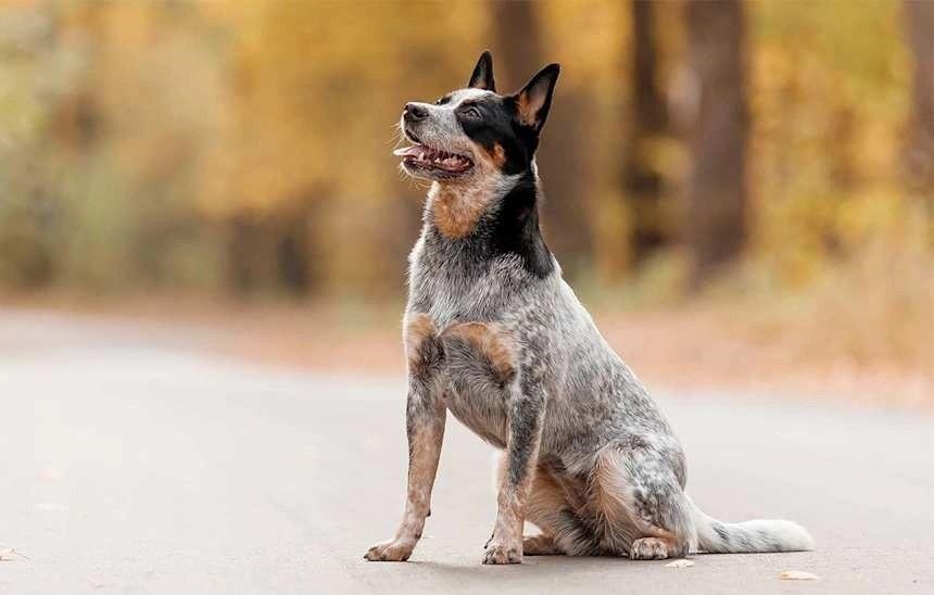 Australian Cattle Dog sitting attentively on a road with autumn trees blurred in the background.