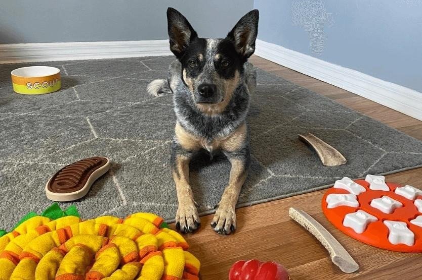 Cattle dog lying on rug surrounded by various meal enrichment toys and chews on wooden floor.