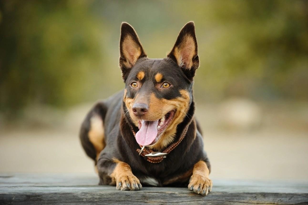 Australian Kelpie dog with black and tan coat lying down outdoors with tongue out and ears perked up.