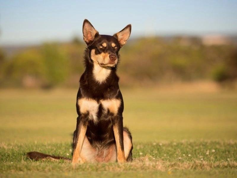 Australian Kelpie dog sitting alertly on grass with a blurred natural background on a sunny day.