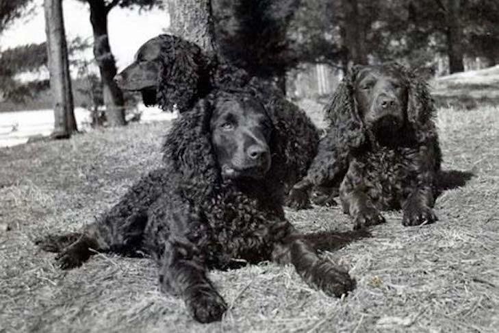 Three curly-coated American Water Spaniels resting outdoors on grass near trees in a black and white photo.