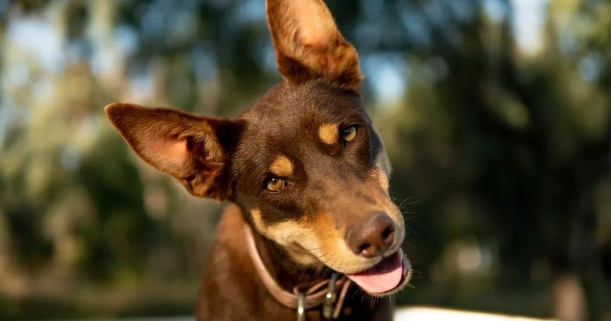 Close-up of a brown and tan Working Kelpie dog with large ears and a playful expression outdoors