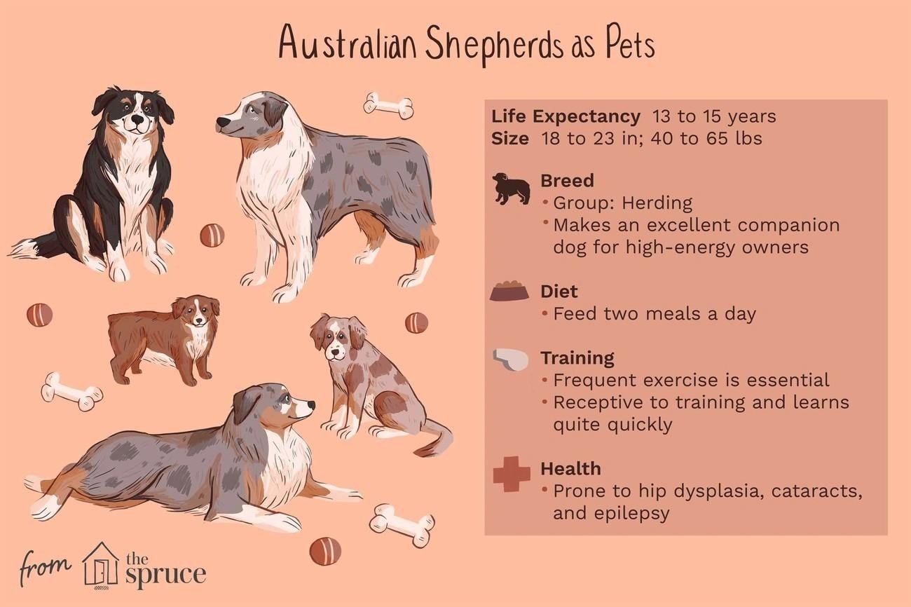 Illustrations of Australian Shepherds with breed info on life expectancy, size, diet, training, and health considerations.