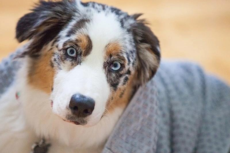 Australian Shepherd dog with a merle coat and upright ears sitting indoors on a wooden floor near a gray blanket.