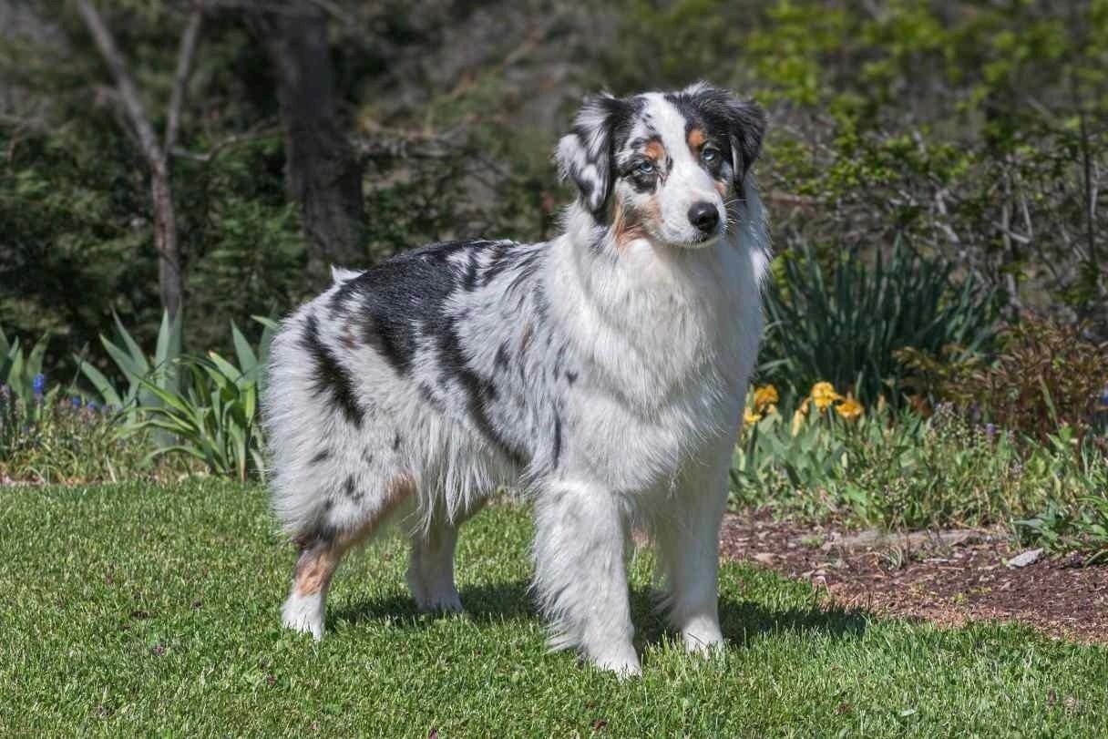 Blue merle Australian Shepherd dog standing on grass with garden and trees in the background.