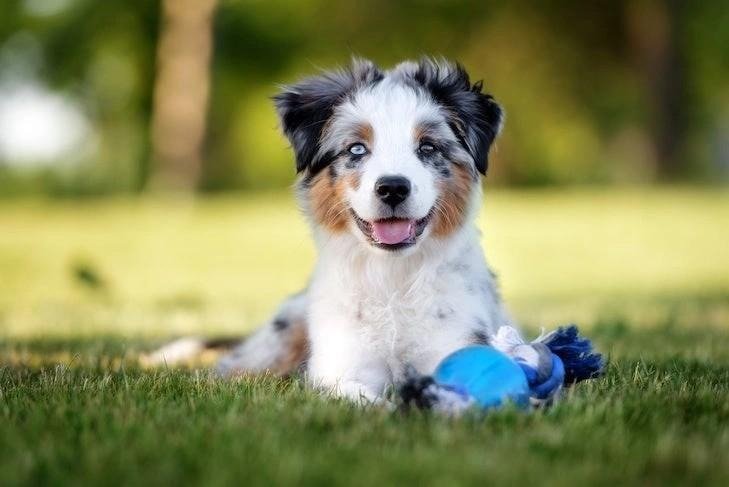 Happy Australian Shepherd puppy lying on grass with a blue toy, representing training milestones and timeline.