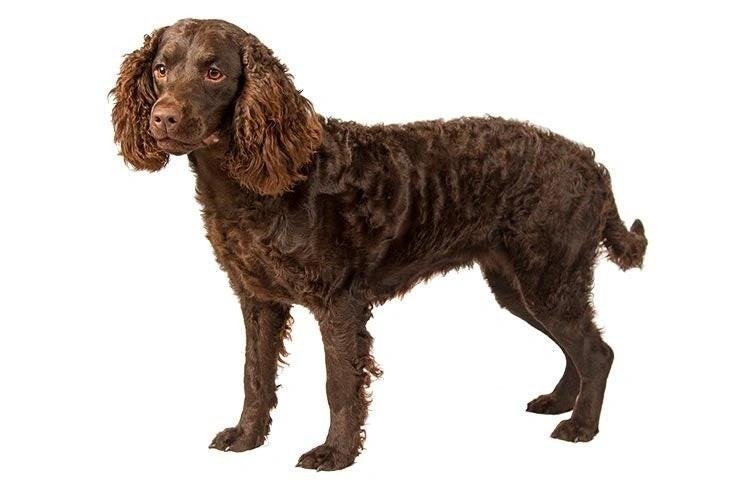 Brown American Water Spaniel with curly fur standing against a white background.