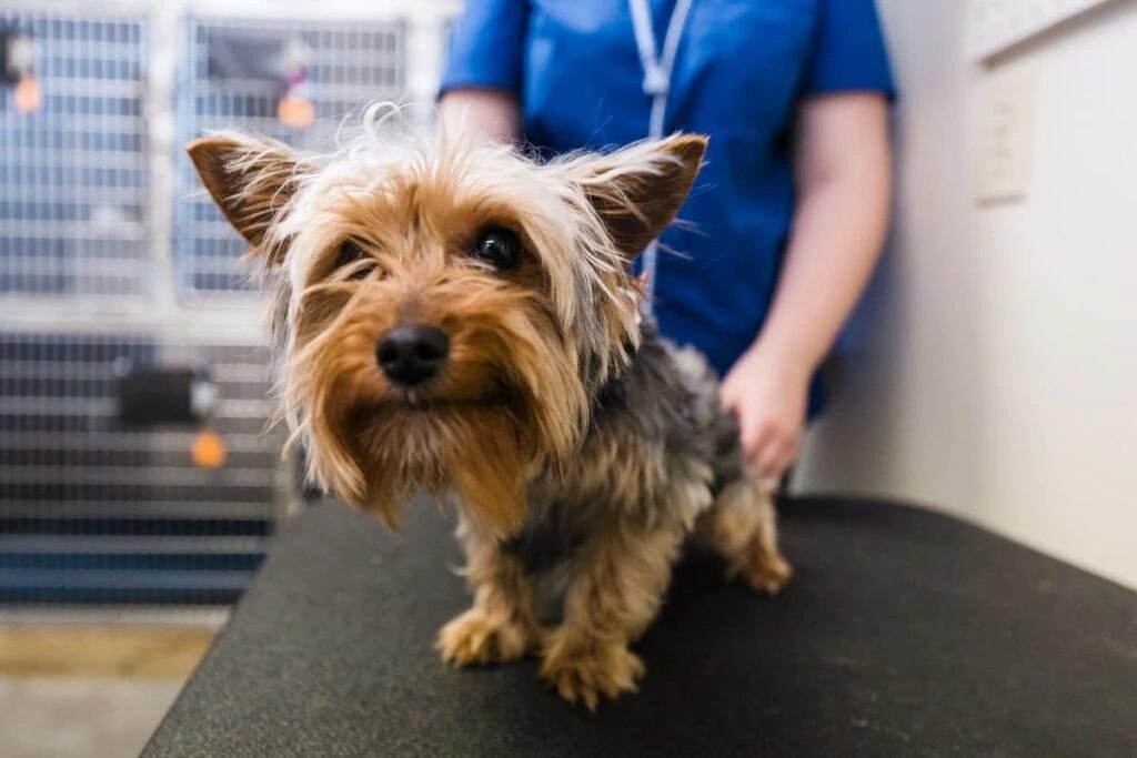 Small Yorkshire Terrier on veterinary exam table with vet in blue scrubs in clinic setting
