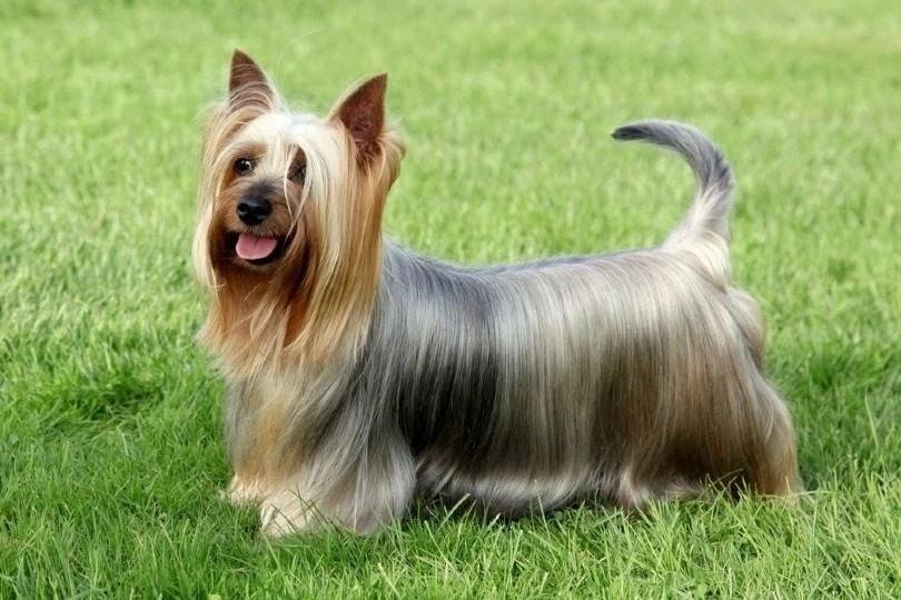 Silky Terrier standing on grass with long silky coat and alert ears, looking happy and attentive.