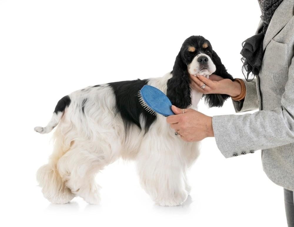 Person gently brushing a black and white Cocker Spaniel's coat with a blue brush on a white background.