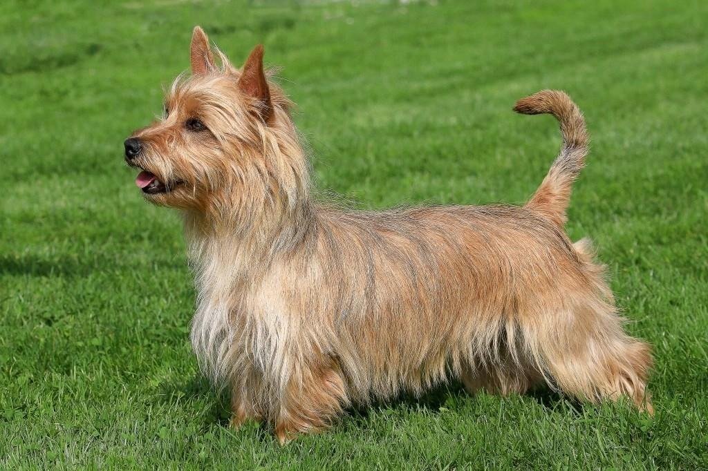 Australian Terrier standing on grass with a tan and gray wiry coat and erect ears looking to the left.