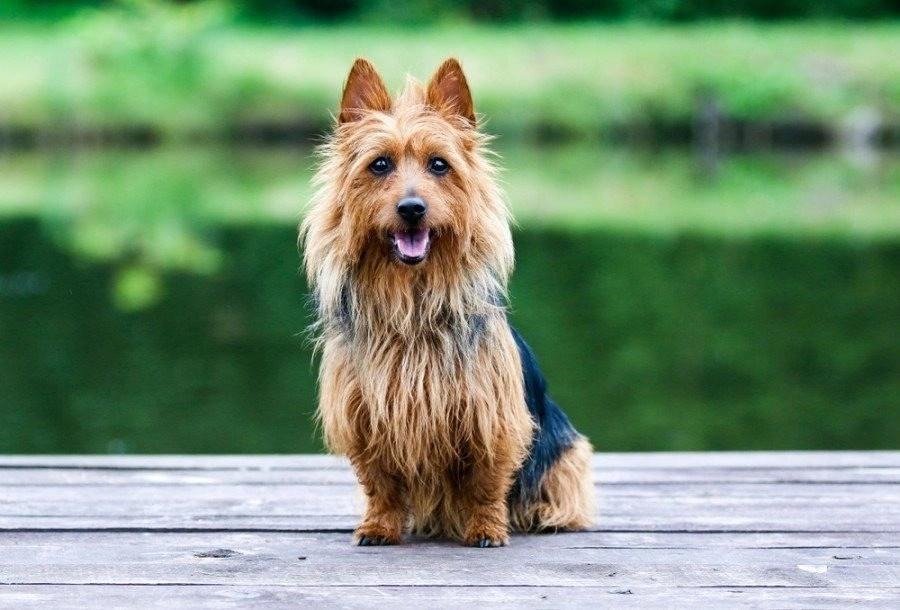 Australian Terrier with a long, wiry coat sitting on a wooden dock by a green, blurred background.