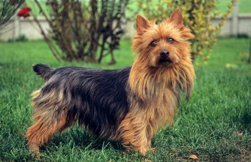 Australian Terrier standing on grass with a black and tan wiry coat and alert expression outdoors.