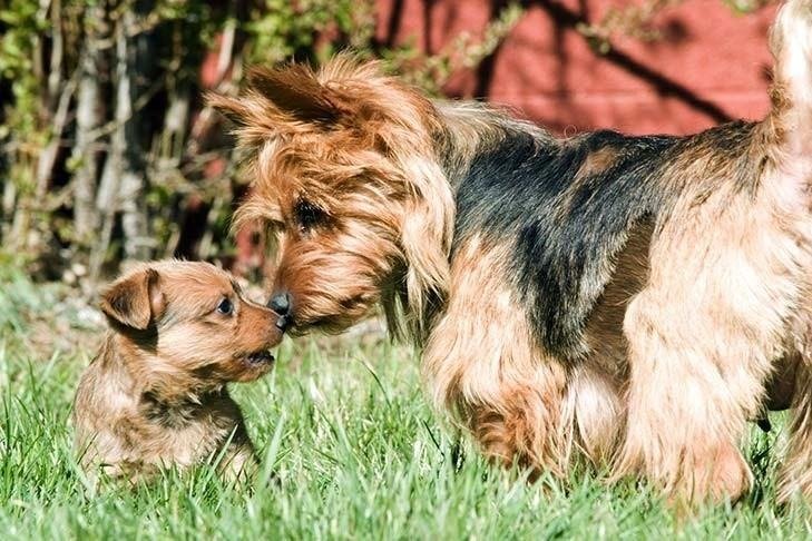 Adult Australian Terrier and puppy touching noses in a grassy backyard with a red fence background.