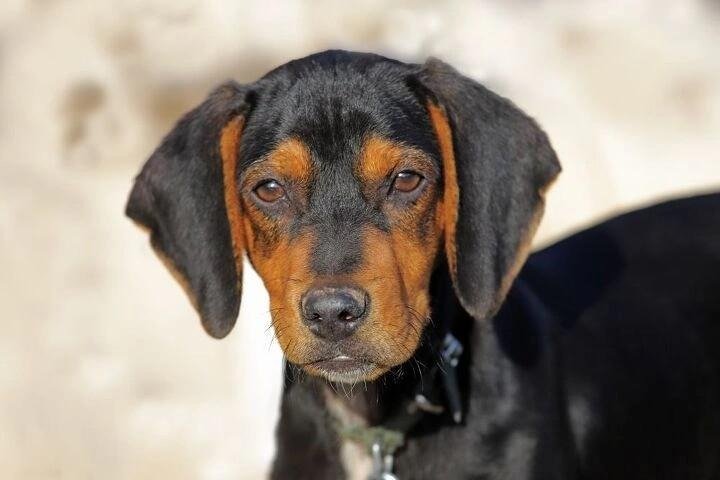 Austrian Black and Tan Hound with characteristic black coat and tan markings on ears and face outdoors.