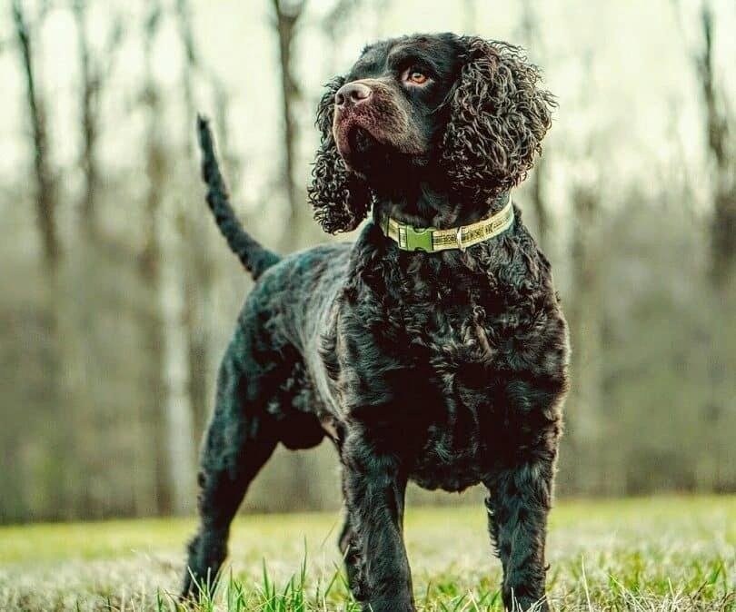 Black American Water Spaniel standing alert on grass with curly fur and a yellow collar in a blurred forest background.