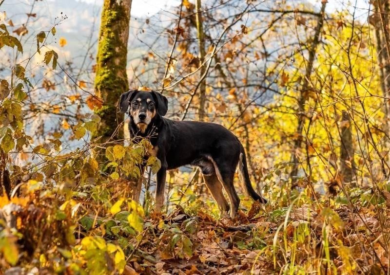 Austrian Black and Tan Hound standing alert in a forest with autumn foliage and soft sunlight.
