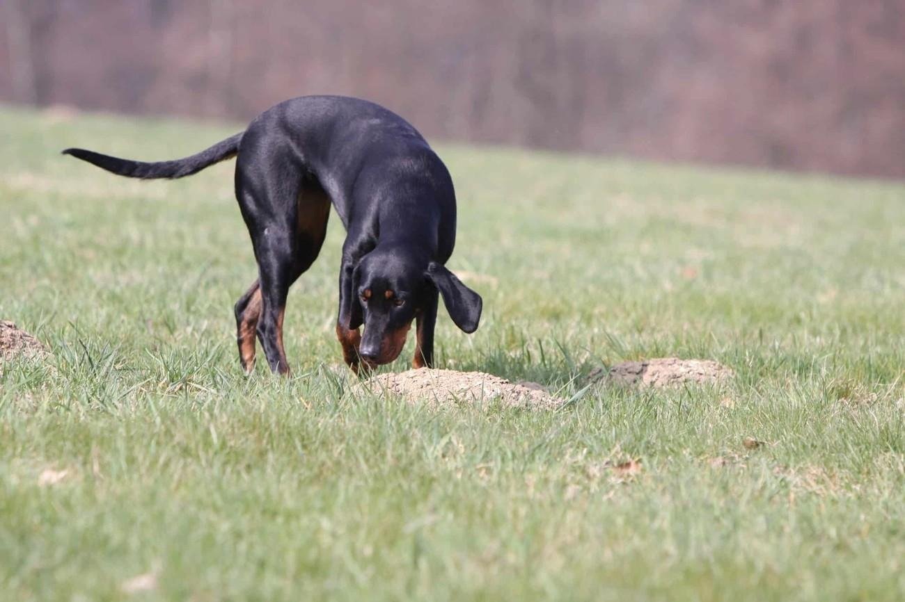 Austrian Black and Tan Hound sniffing the ground in a grassy field during daytime.