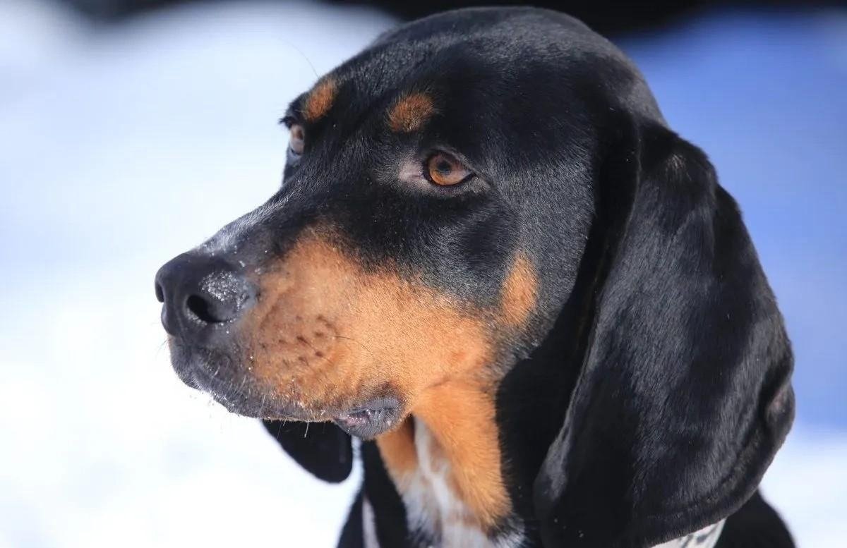 Close-up of a Black and Tan Coonhound dog with distinct black and tan markings against a snowy background.