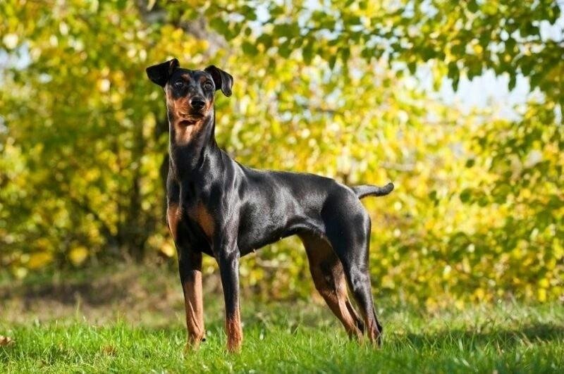 Black and tan German Pinscher dog standing alert on grass with yellow autumn foliage in the background.