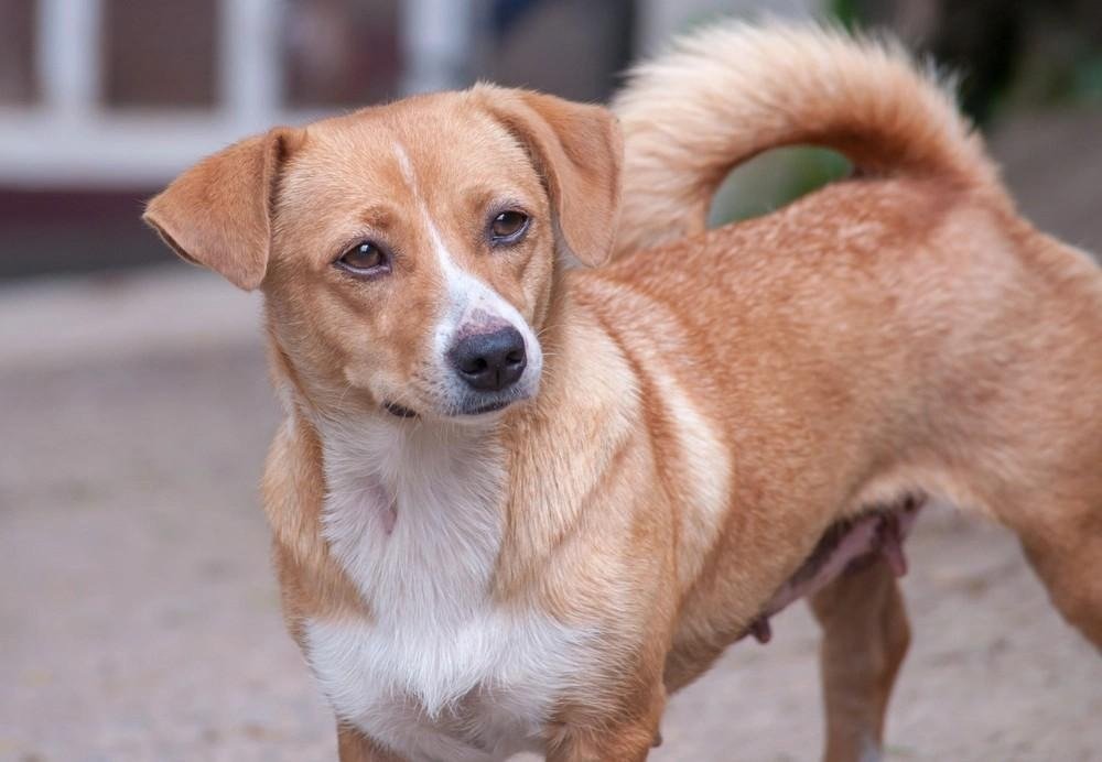 A tan and white Austrian Pinscher dog standing outdoors on a paved surface with its tail curled up.