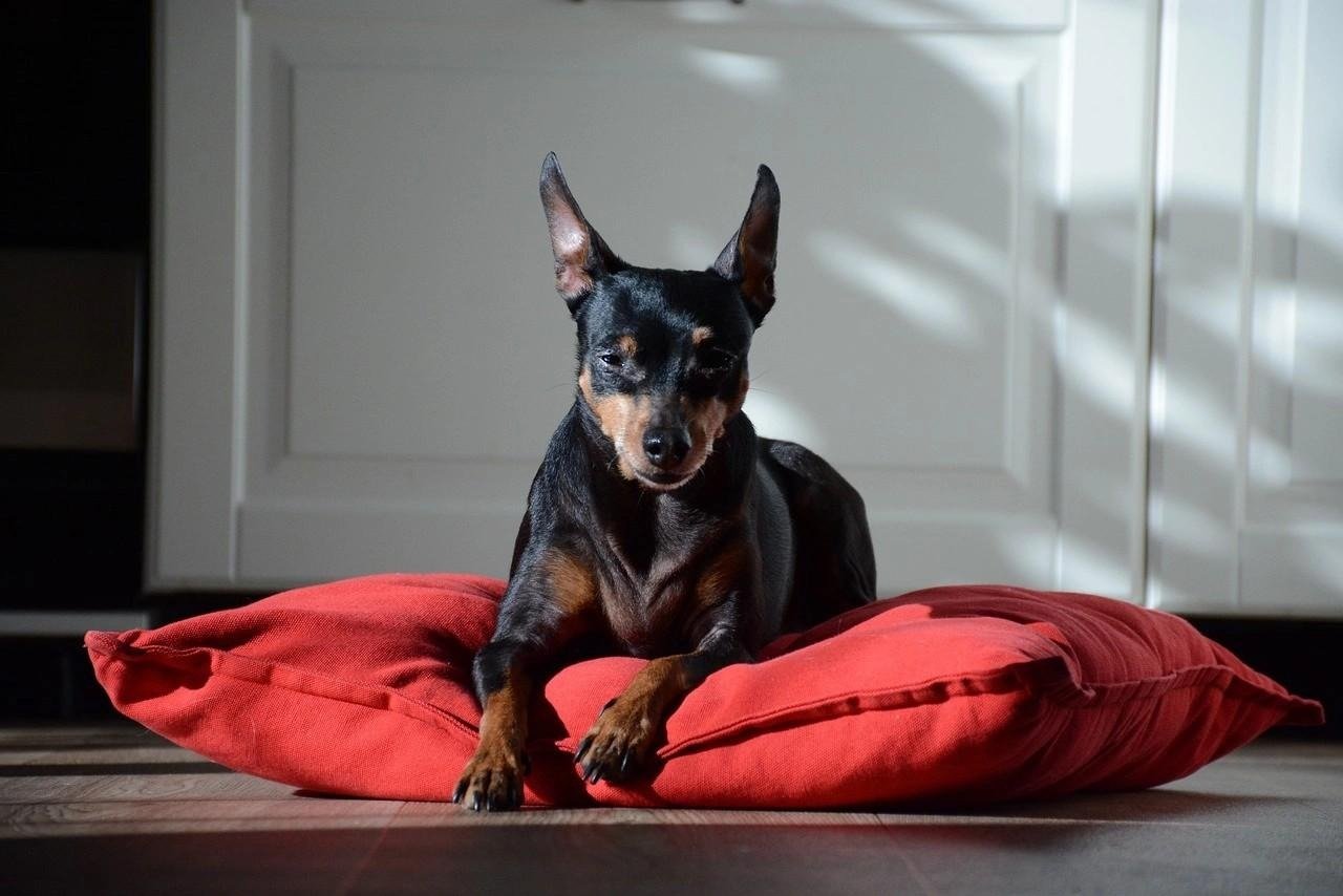Miniature Pinscher puppy lying on a red cushion in a sunlit room with white cabinets in the background.