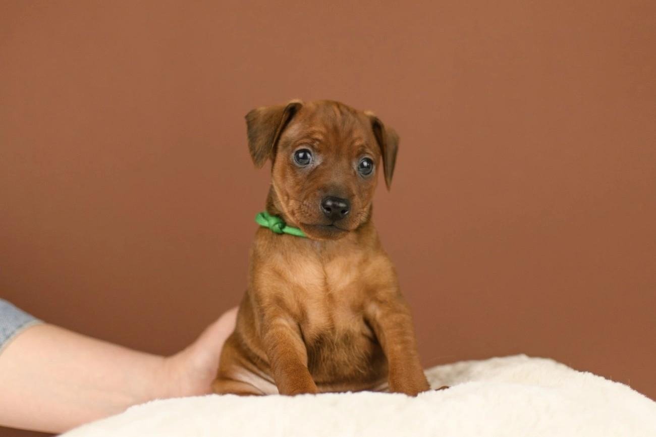Brown Miniature Pinscher puppy with green collar sitting on a soft blanket against brown background