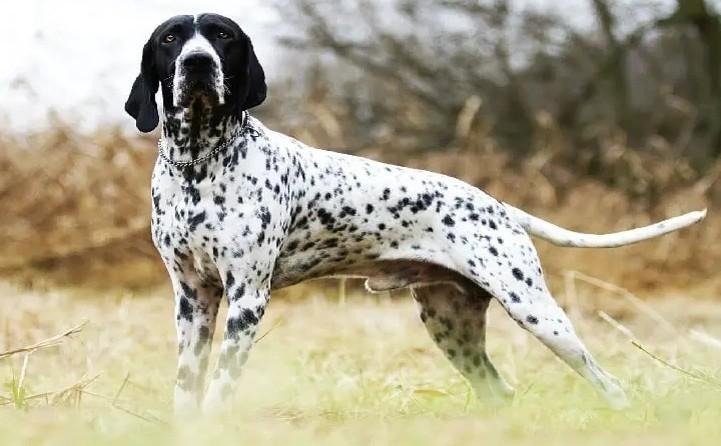 Auvergne Pointer dog standing alert in a grassy field with a white coat covered in black spots.